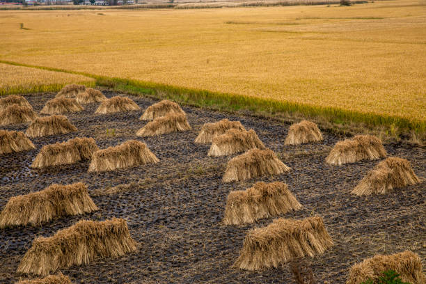 View of rice paddies
