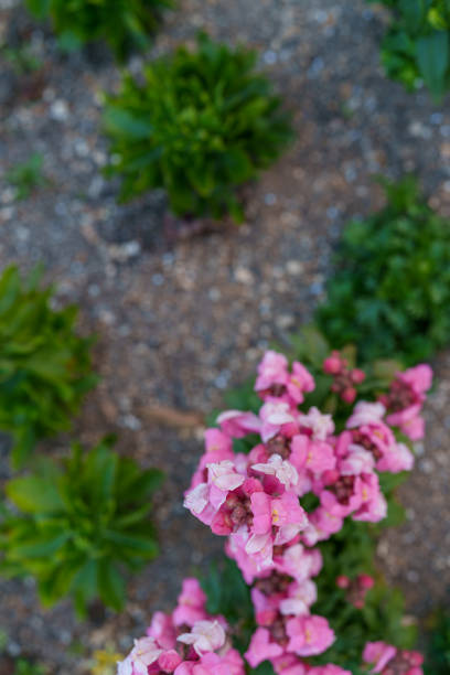 Pink Snapdragons, Signs of Spring