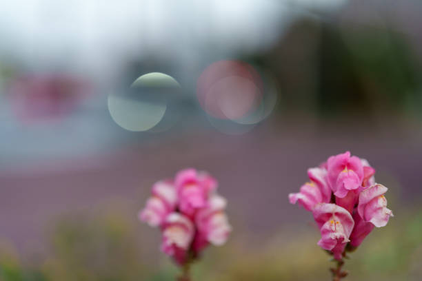 Pink Snapdragons, Signs of Spring