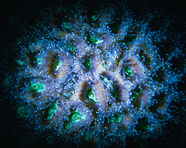 istock macro shot of fluorescent coral at night 2195500977