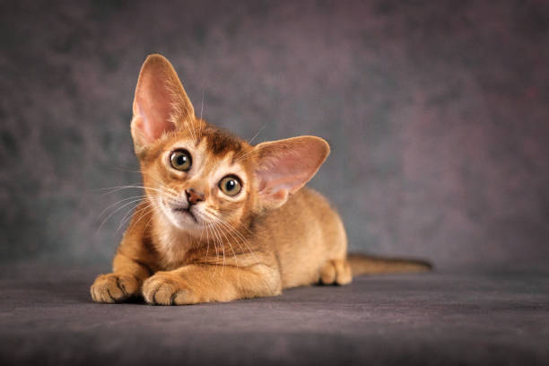 istock A ginger kitten looks attentively at the camera. Red Abyssinian kitten lying on a beautiful background 2195502247