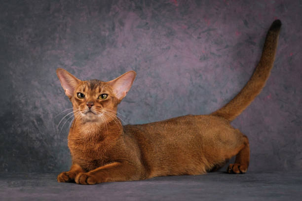 istock A large red Abyssinian cat lies on a beautiful background. 2195505800