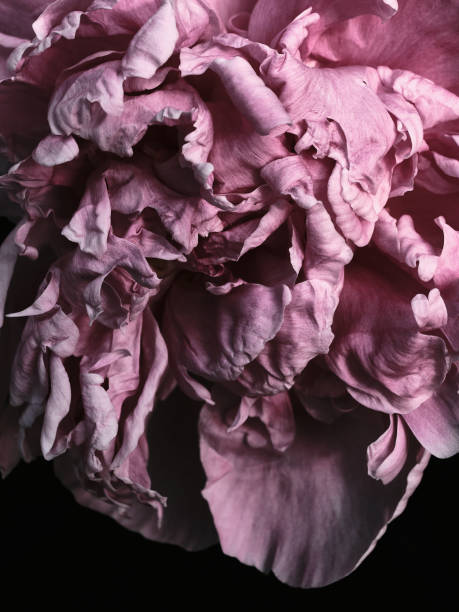 istock Close up of beautiful pink peony 2195507491