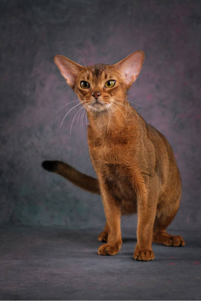 istock A ginger Abyssinian cat poses against a beautiful background in a photo studio. 2195507874