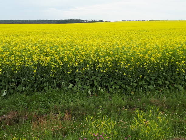 istock A yellow canola field in full bloom. 2195508794