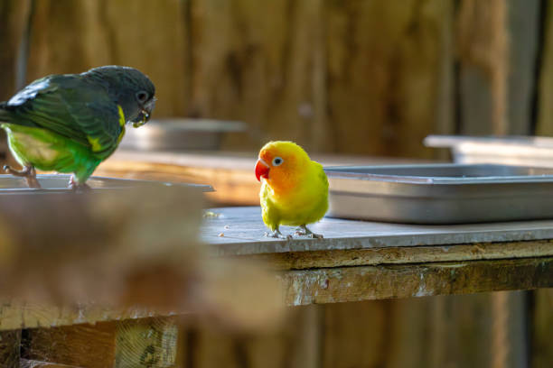 istock two little parrots eating a meal 2195508863