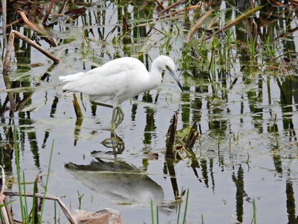istock Little Blue Heron (Egretta caerulea) - juvenile  foraging in a lake 2195509492
