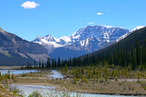 istock Athabasca valley and waterfalls, Jasper National Park 2195509820