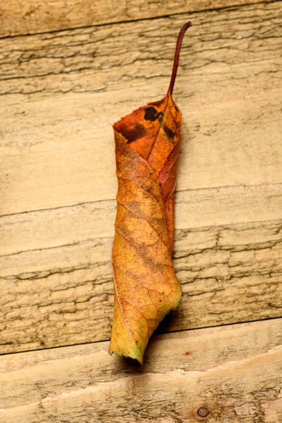 istock dry autumn leaf on wooden background 2195510286