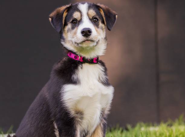 istock Adorable puppy with a pink collar sitting on grass 2195510463