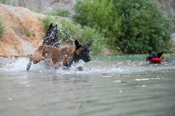 dog in the lake