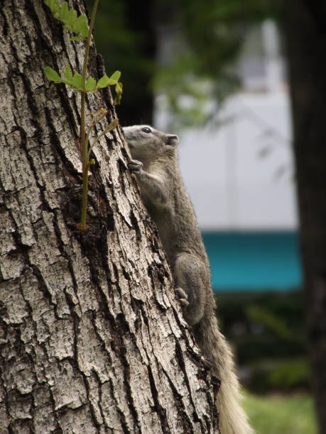 istock The cuteness of a squirrel 2195512251