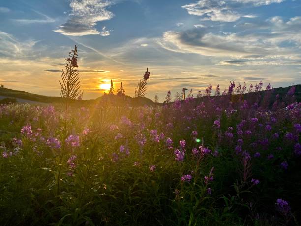 istock Sunset and Wildflowers 2195513820