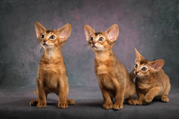 istock Three ginger kittens posing beautifully on a gray background, Several Abyssinian kittens, studio shooting 2195515482