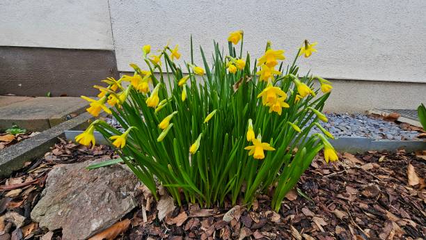 istock Yellow daffodils growing in the garden. Springtime 2195516410