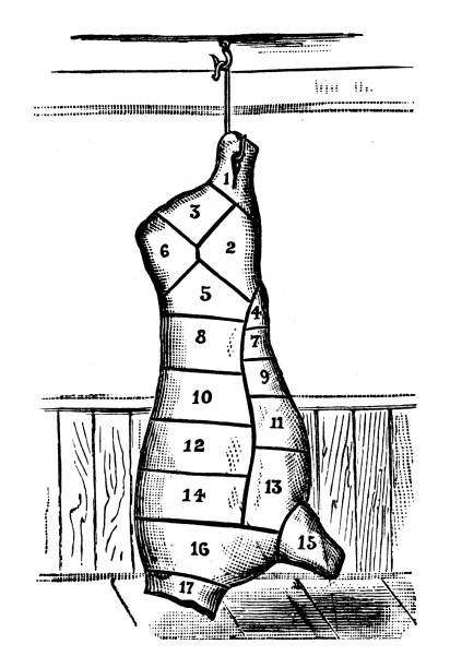 Antique illustration (1898): Beef Diagram