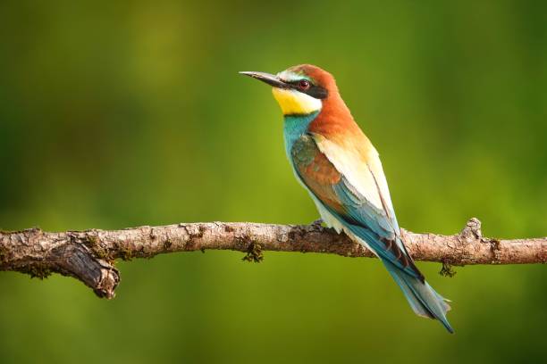 istock European Bee-eater on a branch 2195517372