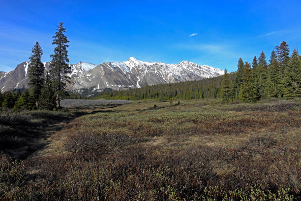 istock Parker Ridge Trail, Jasper National Park 2195517821