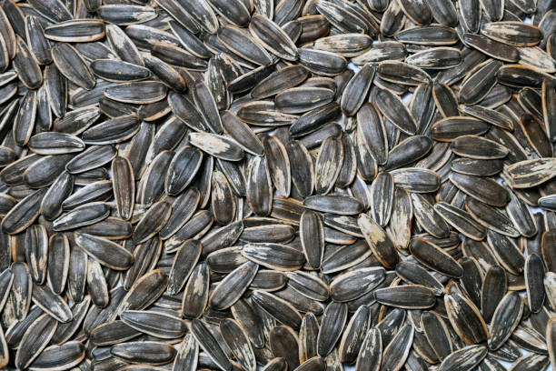 istock Striped black sunflower seeds, texture, background 2195517984