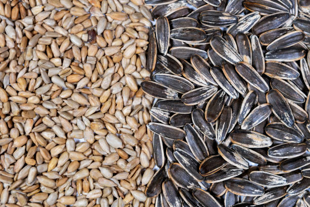 istock Sunflower seeds black with stripe and peeled seeds 2195518147