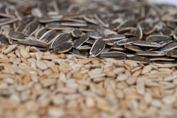 Extreme close up shot of female hands holding a handful of sunflower seed above the soil bucket before sowing them.