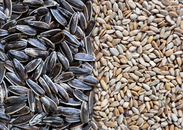 istock Sunflower seeds black with stripe and peeled seeds 2195518240