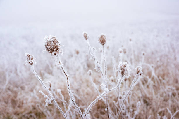 istock leaves with hoarfrost in winter 2195518527