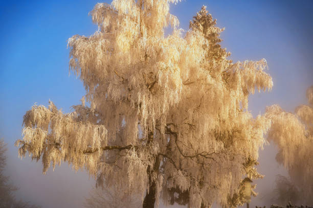 A tranquil winter scene, showcasing hoar frost delicately coating bare trees and snow-covered ground. The crisp blue sky and sunlight enhance the icy sparkle, capturing nature’s quiet elegance.