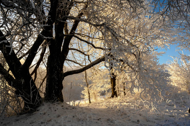 Hoarfrost on tree in forest and meadow in cold winter day with nice sunny illumination.