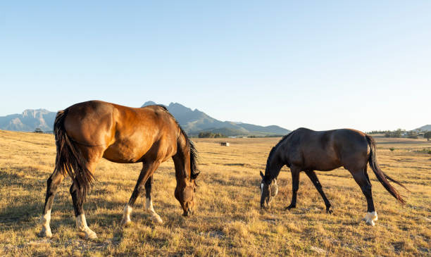 istock Two brown horses grazing on a grass field 2195518920