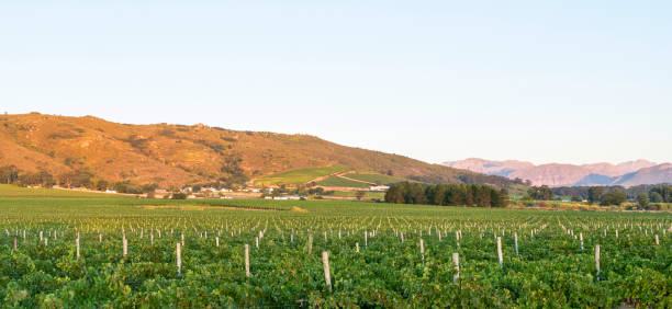 istock Vast vineyard landscape with lush grapevines 2195519009