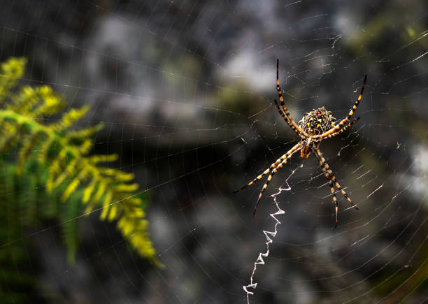 Close up of a spider on a spider web in nature, Cape Town, South African