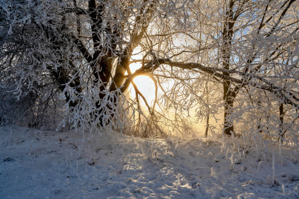 Beautiful rime ice on tree branches during winter in Calgary, Alberta, Canada.