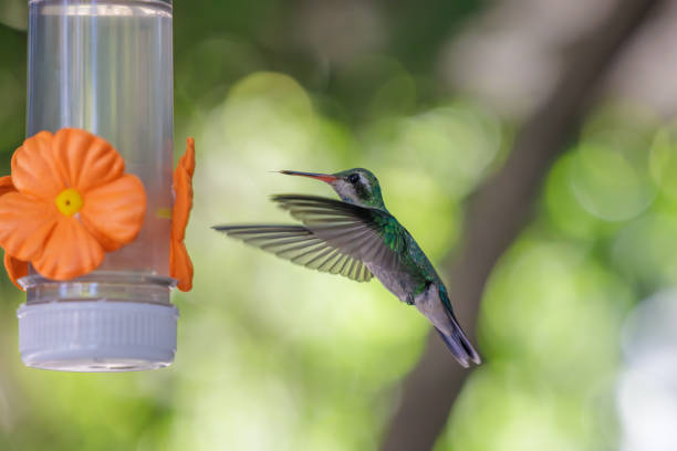 Female Glittering-bellied Emerald hummingbird (Chlorostilbon lucidus) drinking from a feeder.