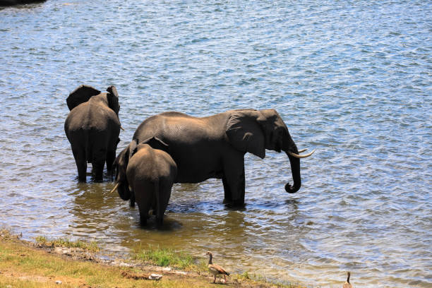 istock Elephants at the edge of the Chobe River. 2195521732