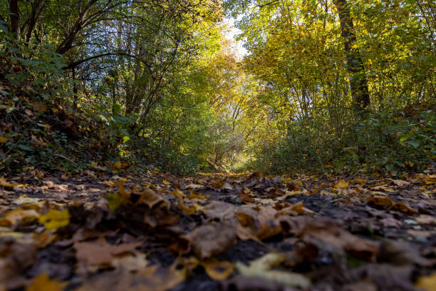 orange bright foliage in the autumn season during leaf fall, trees during the fall of yellowed foliage in the park