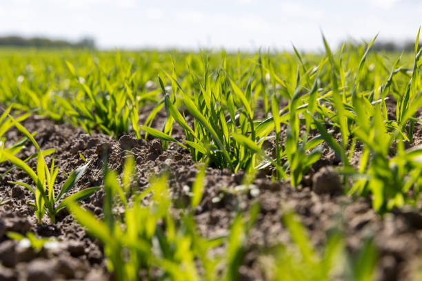 istock green wheat sprouts in a farmer's field 2195522351