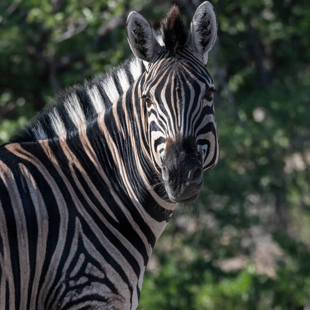 istock A Burchell's zebra (Equus quagga burchellii) looks into the camera in Botswana, Africa 2195522719
