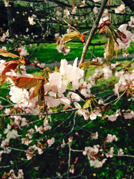 Path leading to cherry blossom trees