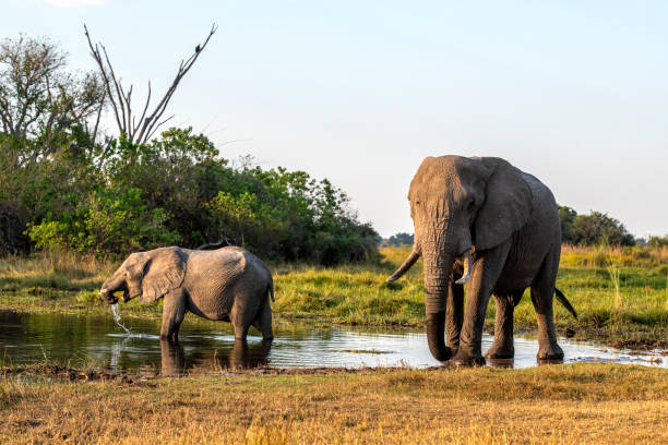 istock Young African elephant (Loxodonta africana) drinking from a waterhole in Botswana, Africa 2195522849