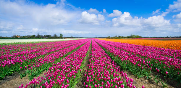 istock Red Purple Tulip Fields in The Netherlands 2195522908