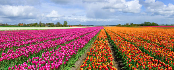 istock Pink Orange and White Tulip Fields in The Netherlands 2195522914