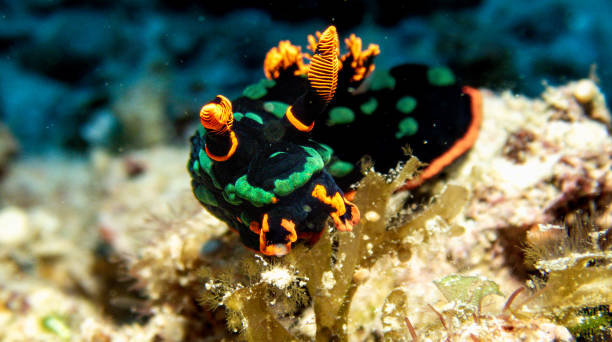 istock Red and green nudibranch 2195523026