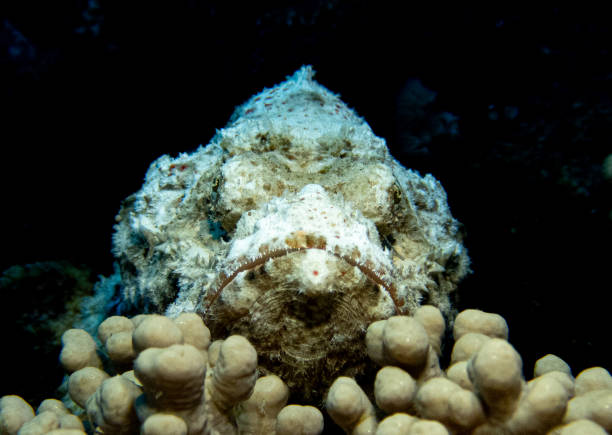Macro shot of scorpion fish sitting on the reef with black background