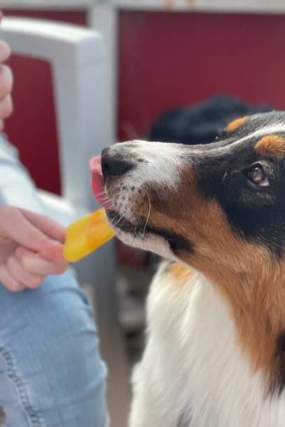 istock Adorable Dog Enjoying a Summer Treat 2195524192