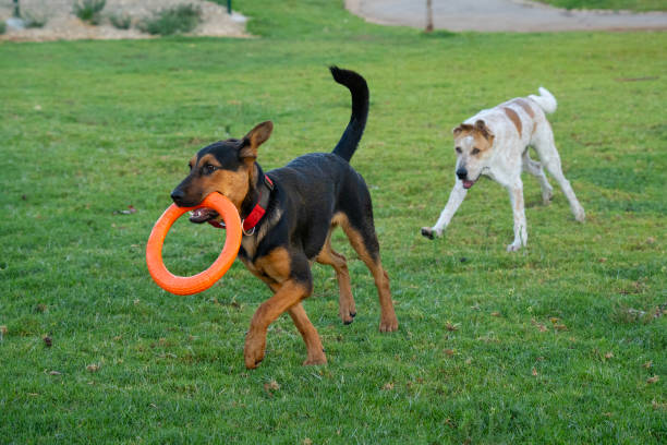 istock Two Dogs Playing at a Park 2195524823