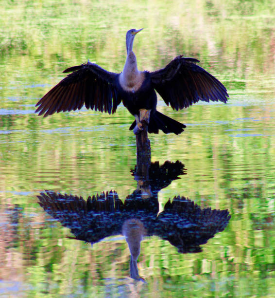 istock Cormorant drying its wings on a lake 2195525481