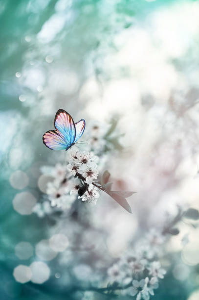 istock Spring background with blooming white flowers and flying butterfly. 2195525910