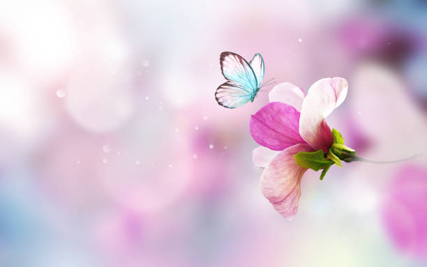 istock Spring background with blooming pink magnolia flowers and flying butterfly. 2195525948