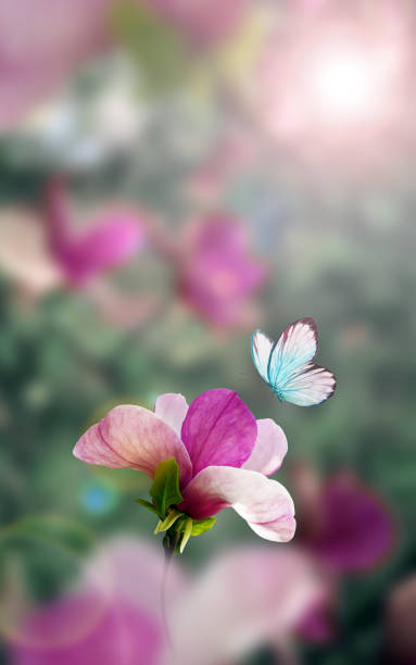 istock Spring background with blooming pink magnolia flowers and flying butterfly. 2195525987